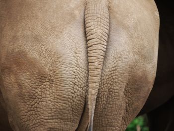 Close-up of elephant