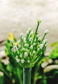 Close-up of flowering plant