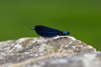 Close-up of insect on tree trunk