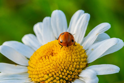 Close-up of ladybug on flower