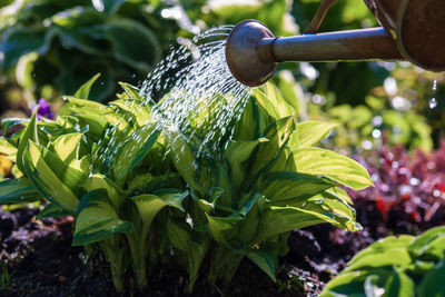 Close-up of fresh green plant in farm