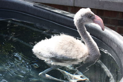 Close-up of swan swimming on lake