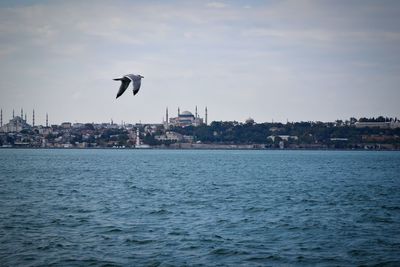 Bird flying over sea with city in background
