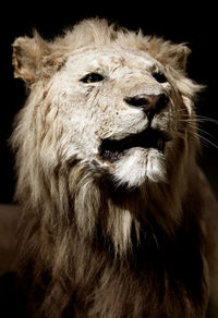 Close-up of taxidermy lion