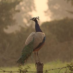 Close-up of bird perching on rock against sky