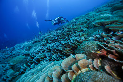 Fish swimming in sea