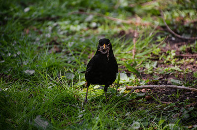 Bird perching on field