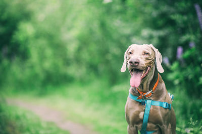 Dog looking away outdoors