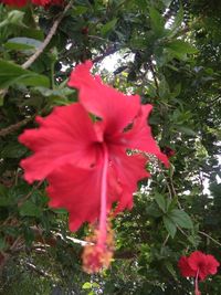 Close-up of red hibiscus flower