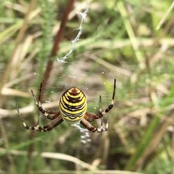 Close-up of spider on web