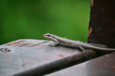 Close-up of lizard on wooden table