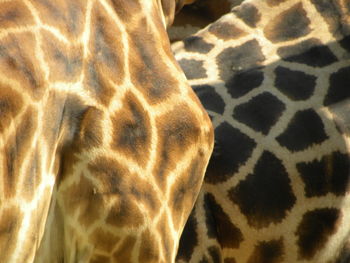 Close-up of giraffe at zoo