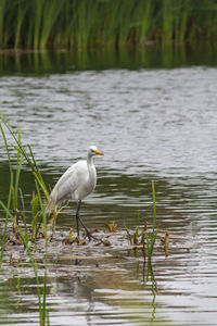 Bird perching on a lake