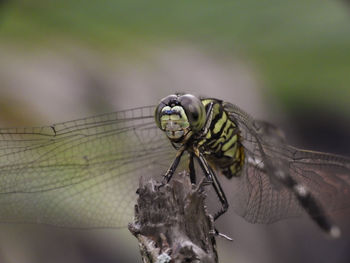 Close-up of dragonfly on plant