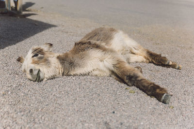 High angle view of foal lying on road