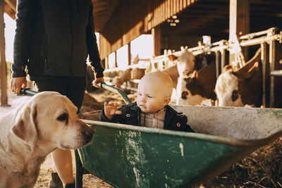 Midsection of woman pushing son sitting in wheelbarrow at stable