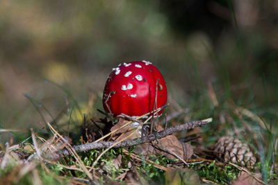 Close-up of fly agaric mushroom on field