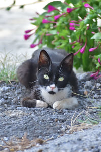 pet