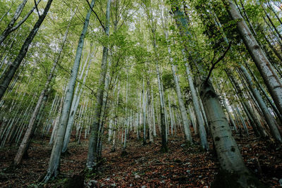 Low angle view of bamboo trees in forest