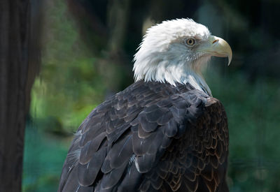 Close-up of eagle