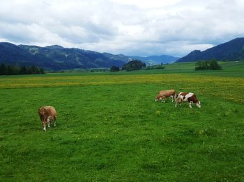 Horses grazing in a field