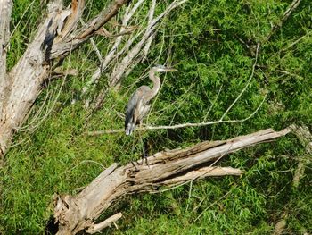 Bird perching on a tree