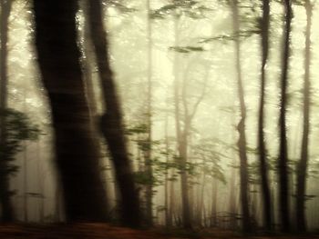View of trees in forest