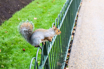 Close-up of squirrel