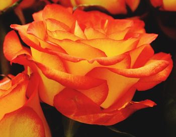 Close-up of orange rose blooming outdoors