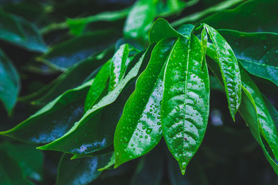 Closeup tropical nature view of ylang-ylang green leaf with rain drop after rain fall