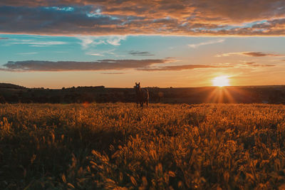 Scenic view of field against sky during sunset