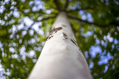 Low angle view of bamboo tree against sky