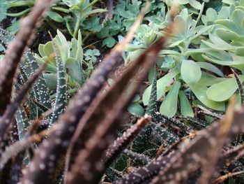 Close-up of succulent plant on field