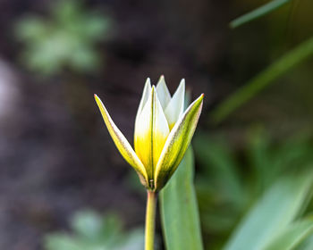 Close-up of yellow flowering plant