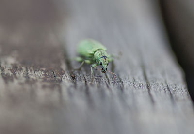 Close-up of insect on wood