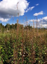 Scenic view of field against cloudy sky