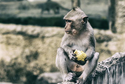 Close-up of fresh eating plant in zoo