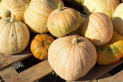 High angle view of pumpkins