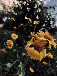 Close-up of yellow flowering plant on field