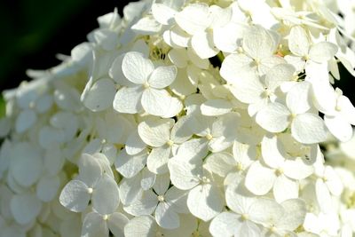 Close-up of white flowers blooming outdoors