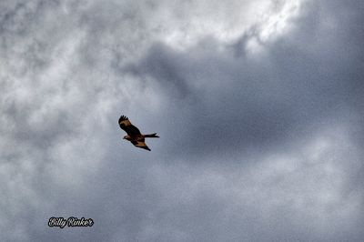 Low angle view of bird flying in sky
