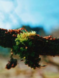 Close-up of plant against blurred background