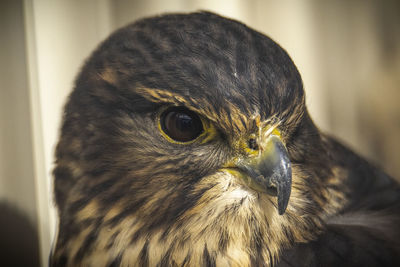 Close-up portrait of owl