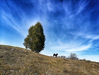 Low angle view of tree on field against sky