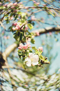 Close-up of flowers blooming on tree