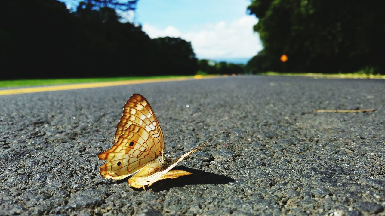 road, street, close-up, road marking, transportation, leaf, one animal, focus on foreground, surface level, the way forward, outdoors, nature, day, diminishing perspective, fragility, country road