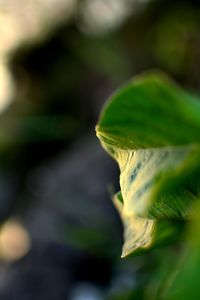 Close-up of flower bud growing outdoors