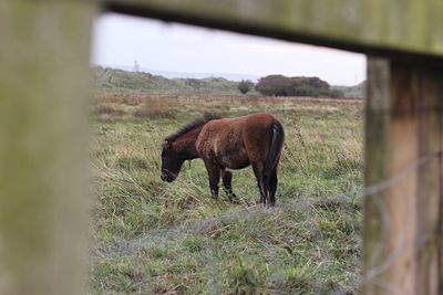 Horse grazing on field against sky