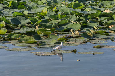 Birds in lake