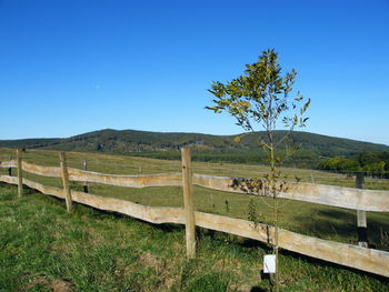 Scenic view of field against clear blue sky